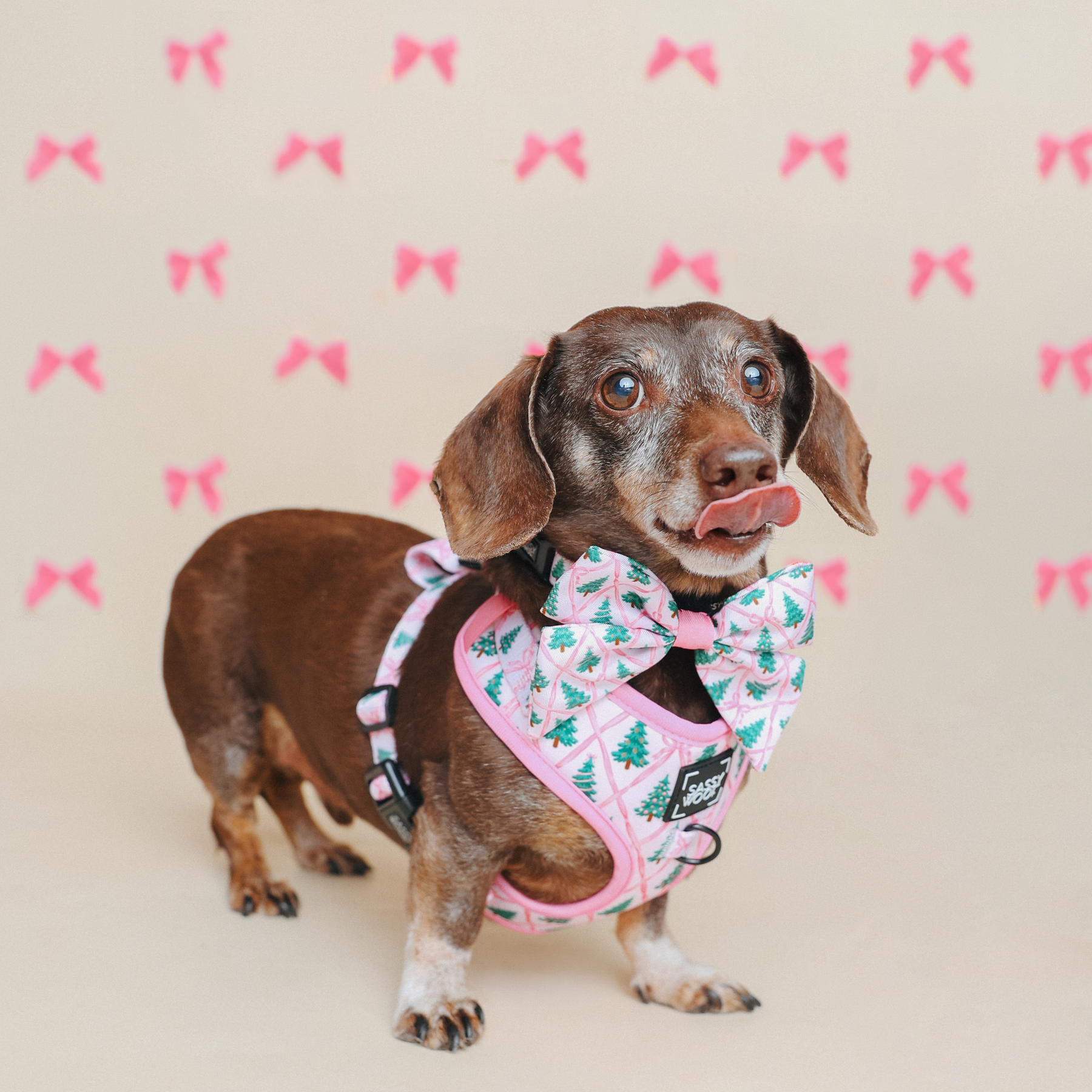 INFLUENCER_CONTENT | @WINSTONTHEDOX | HARNESS SIZE: XS & COLLAR SIZES: S 