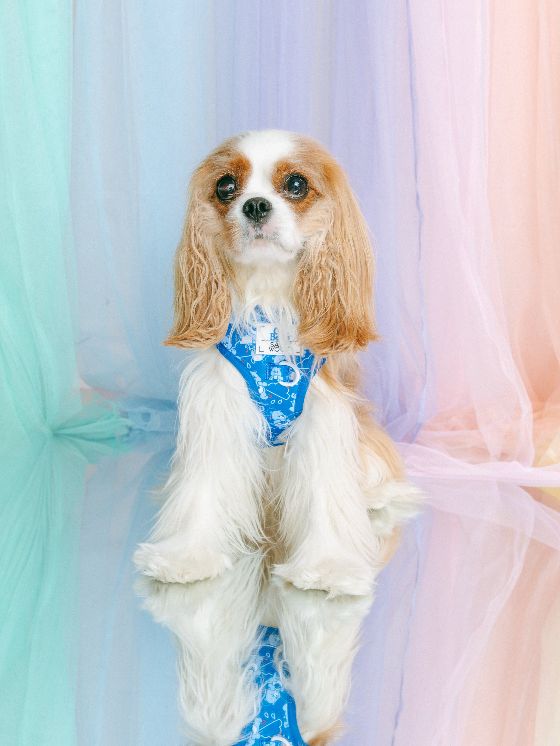 INFLUENCER_CONTENT | @ROMYTHECAVY | SIZE XS