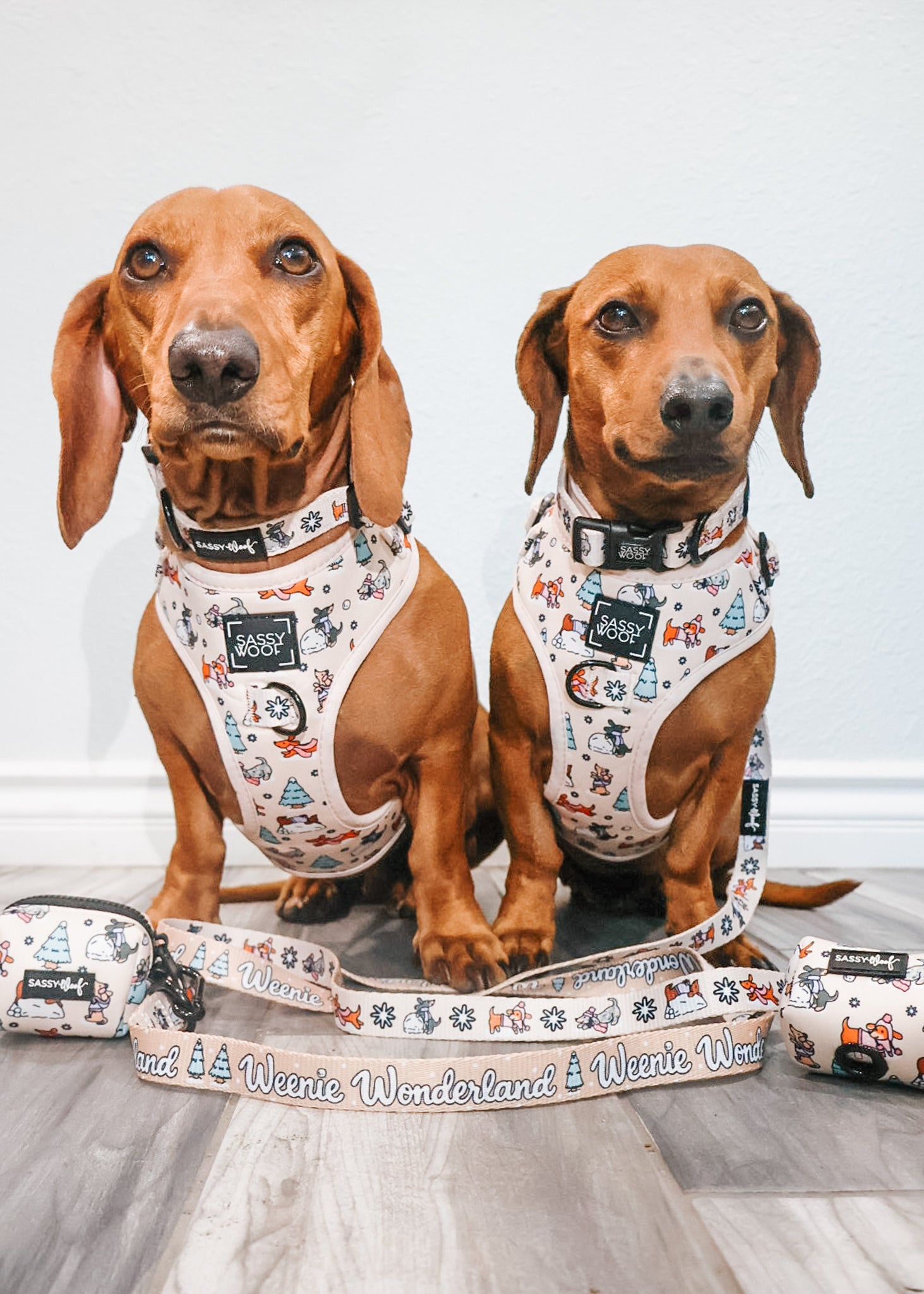 INFLUENCER_CONTENT | @CHORIZOCONBOLILLO | COLLAR & HARNESS SIZE: M