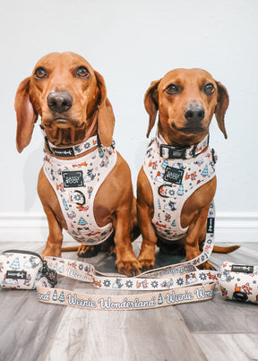 INFLUENCER_CONTENT | @CHORIZOCONBOLILLO | COLLAR & HARNESS SIZE: M