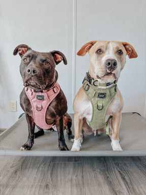 Two dogs sit side by side on a raised bed, each wearing the Sassy Woof Dog Two Piece Bundle – Matcha harness. Both pups look attentively at the camera.