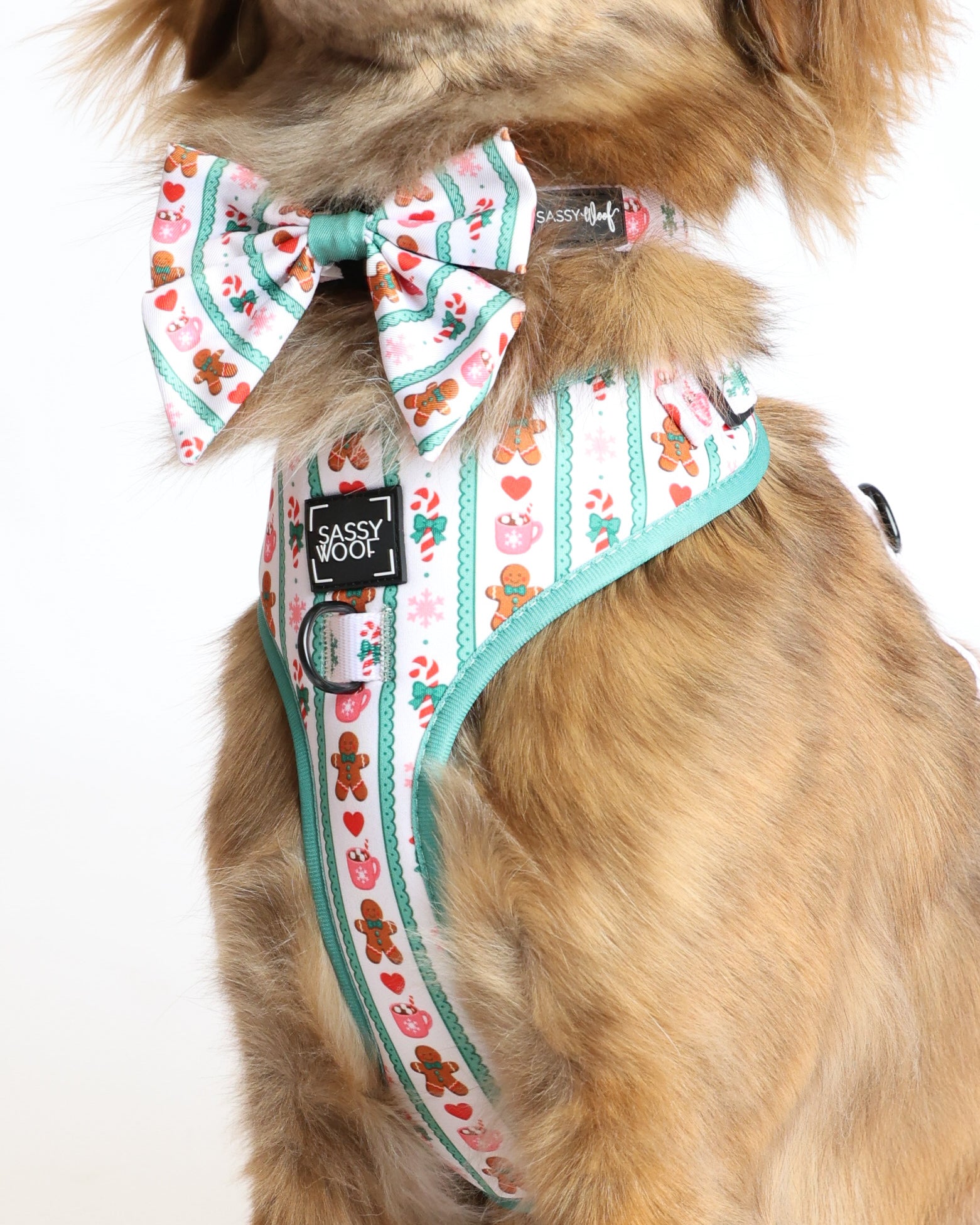 INFLUENCER_CONTENT | @DEANYBEANY | HARNESS SIZE: XL & COLLAR SIZE: M 