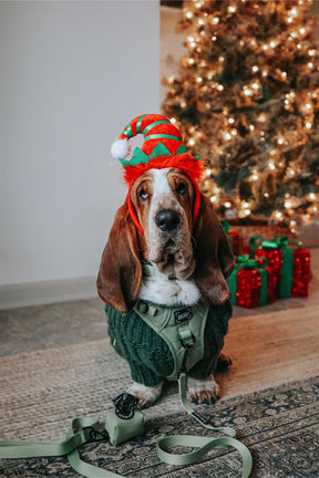 INFLUENCER_CONTENT | @DOLLY_JEAN_THE_BASSET