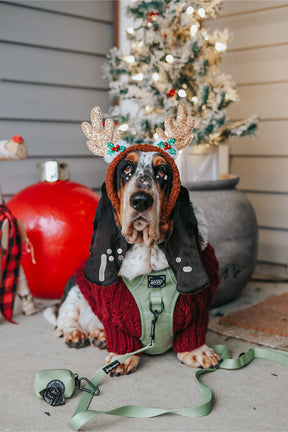 INFLUENCER_CONTENT | @DOLLY_JEAN_THE_BASSET