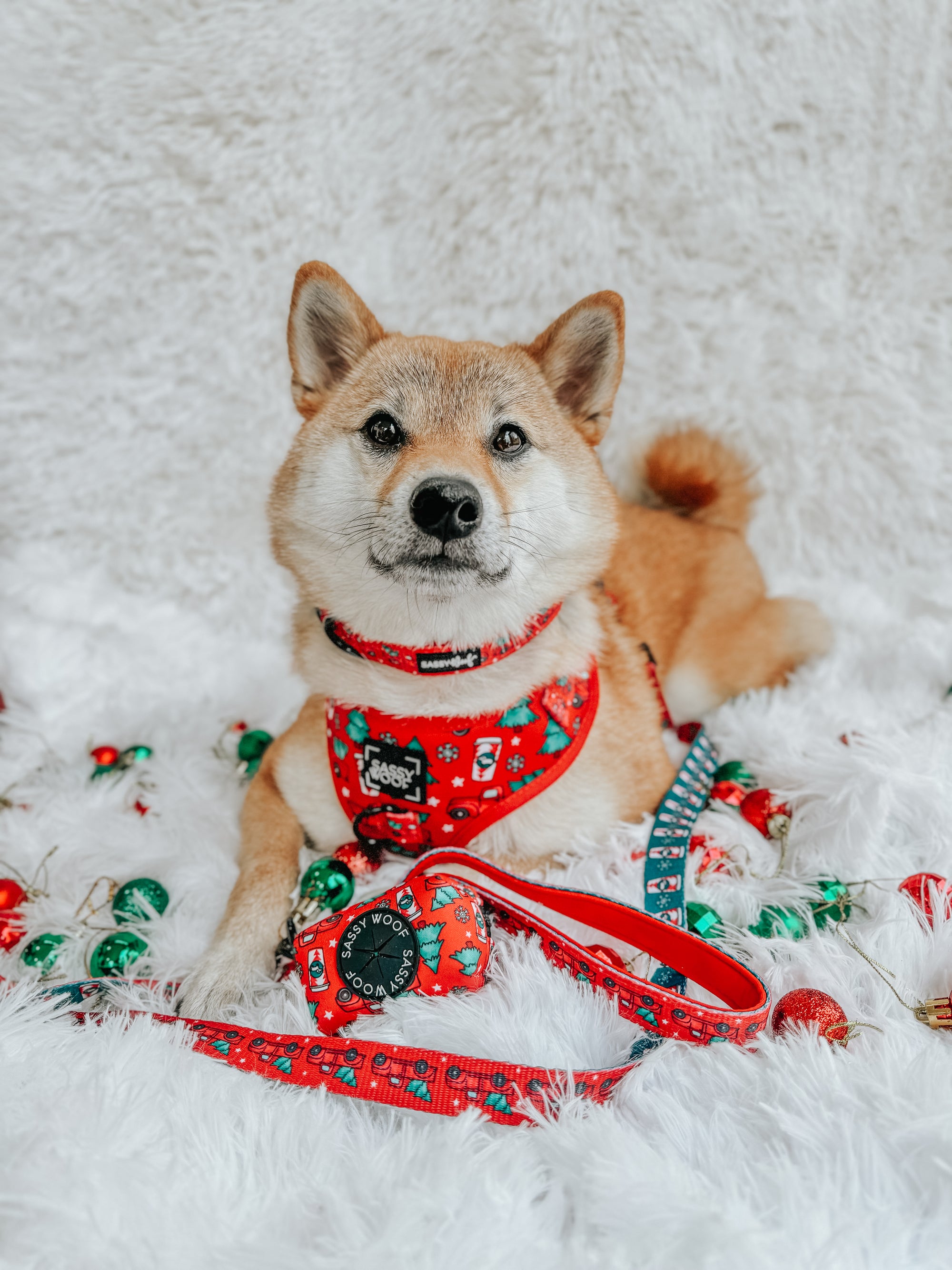 INFLUENCER_CONTENT | @AKIKOSHIBA21