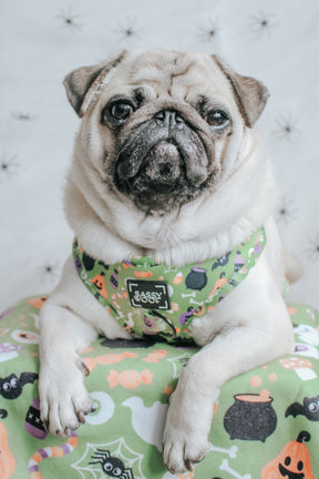 INFLUENCER_CONTENT | @ATOASTYPUG