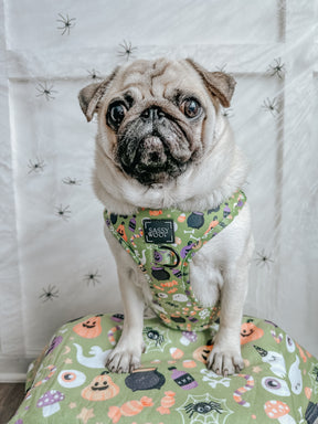 INFLUENCER_CONTENT | @ATOASTYPUG | SIZE M