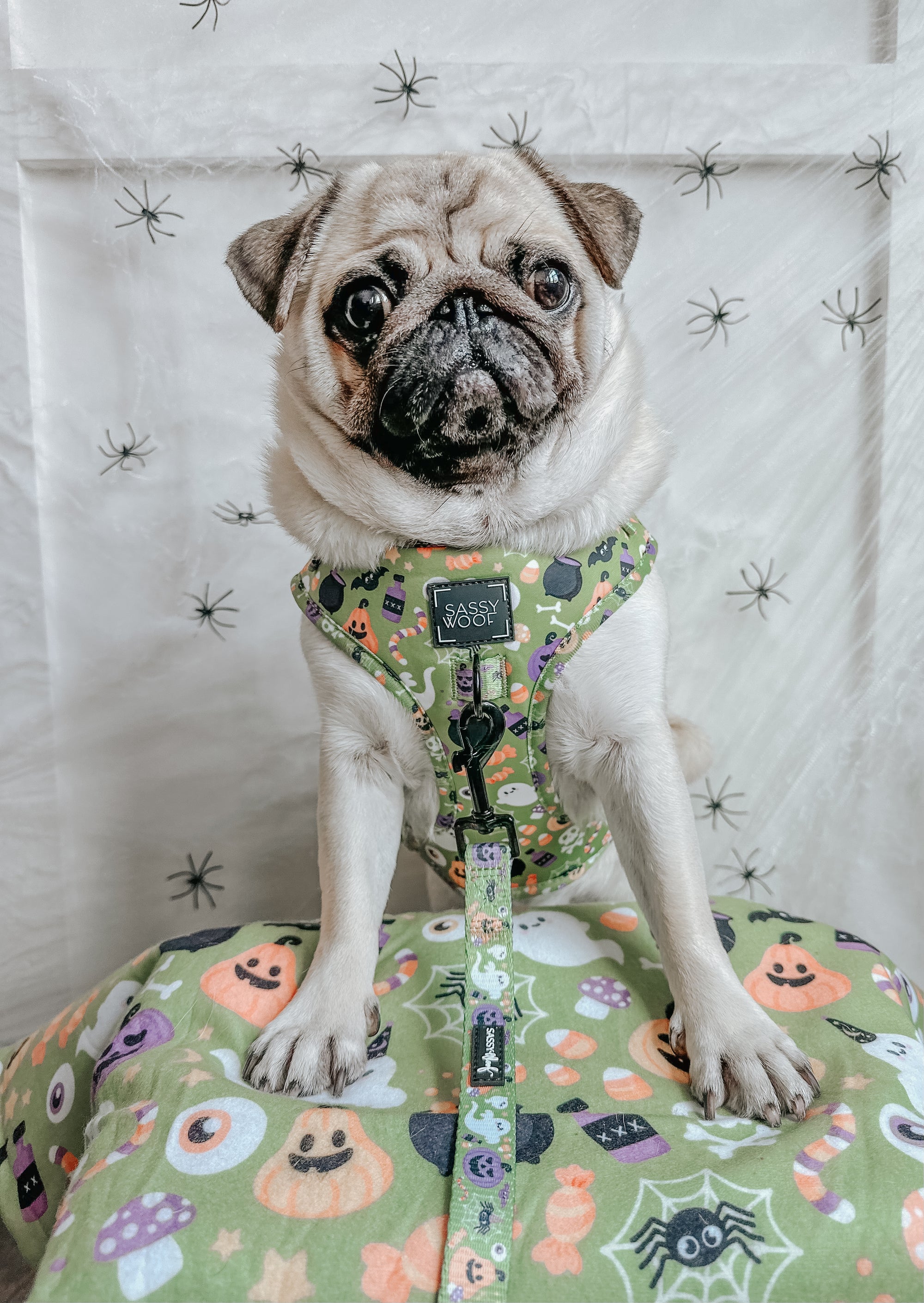 INFLUENCER_CONTENT | @ATOASTYPUG