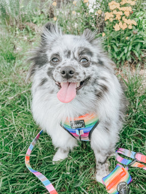 INFLUENCER_CONTENT | @BABY_BLUE_MERLE