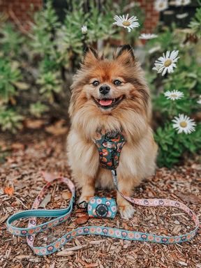 INFLUENCER_CONTENT | @BELLA.BEAR.POM | SIZE XS