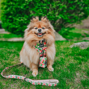 INFLUENCER_CONTENT | @BELLA.BEAR.POM | SIZE S
