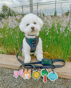 INFLUENCER_CONTENT | @BINGSUTHEBICHON