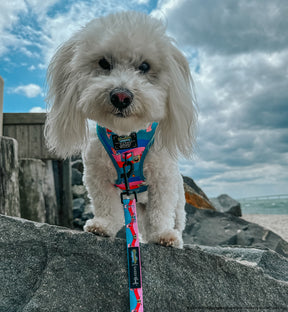 INFLUENCER_CONTENT | @BODHI_MOON_THE_COTON | SIZE XS