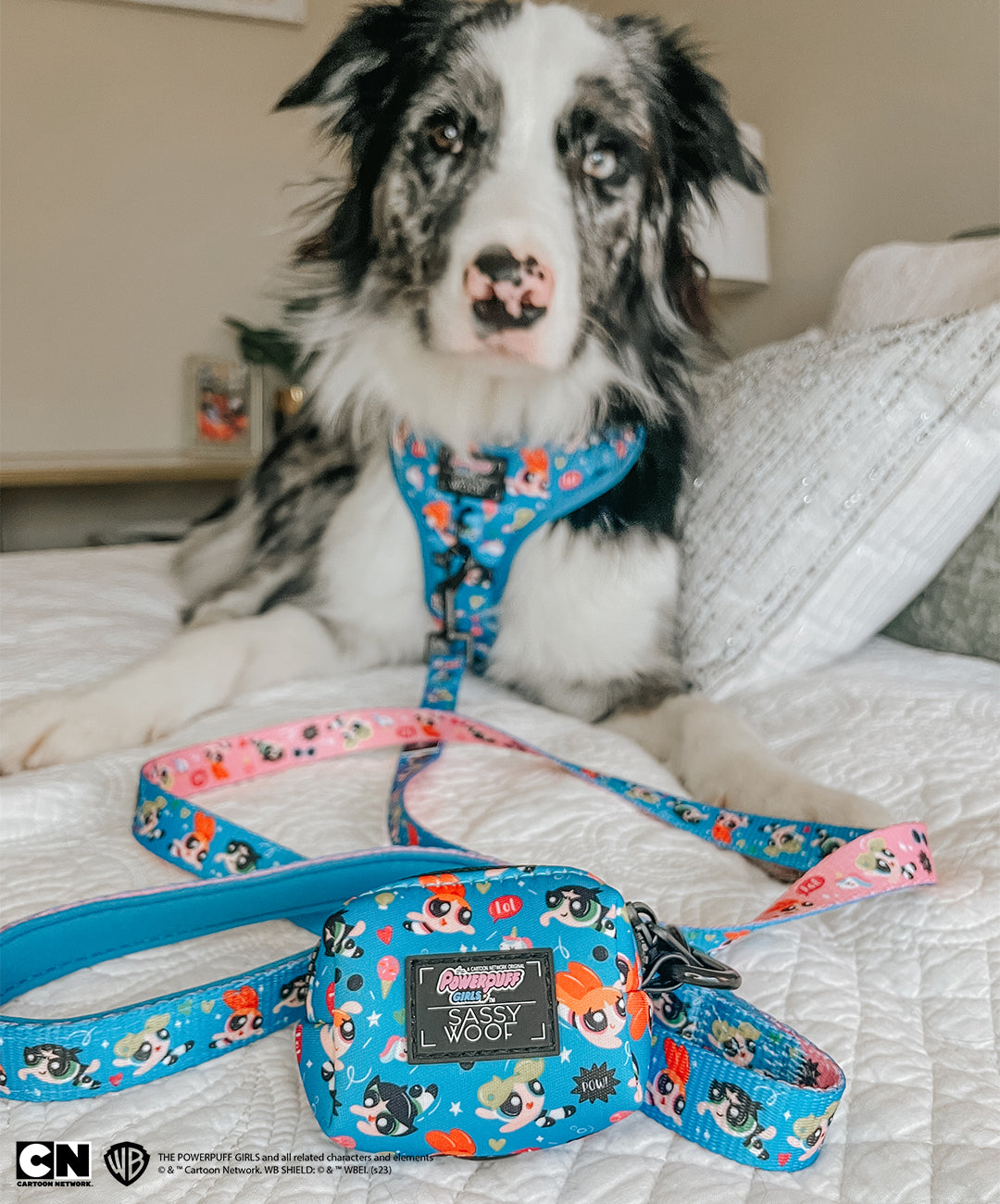 INFLUENCER_CONTENT | @BRODIE_G_THEBORDERCOLLIE | SIZE M & M