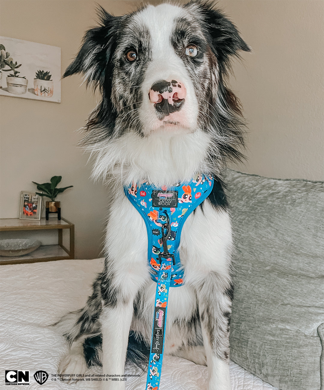 INFLUENCER_CONTENT | @BRODIE_G_THEBORDERCOLLIE | SIZE M