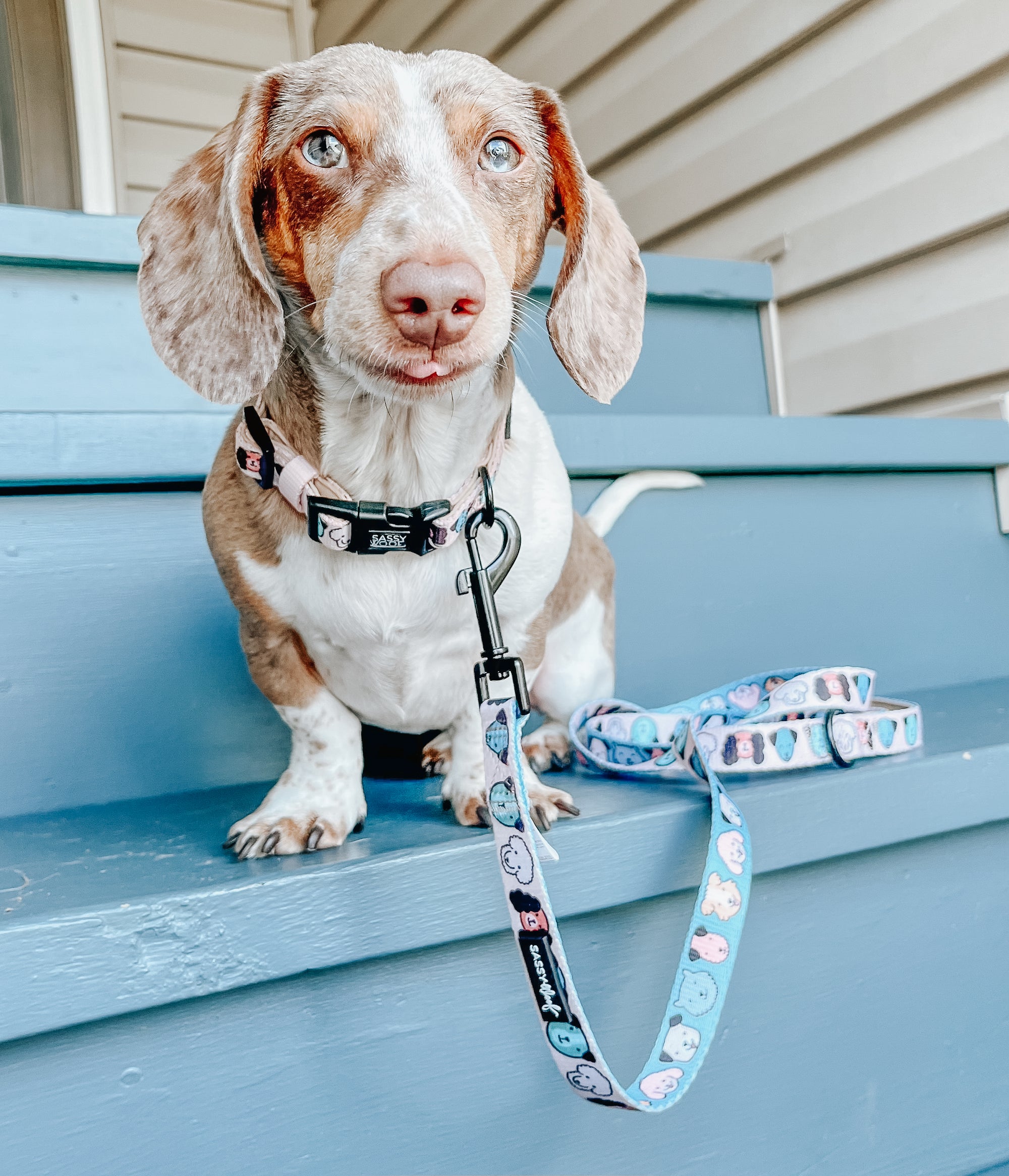 INFLUENCER_CONTENT | @BUDDYTHEDAPPLEPIEBALD