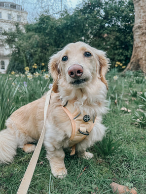 INFLUENCER_CONTENT | @BAGELWITHBUTTERS| SIZE S & XS