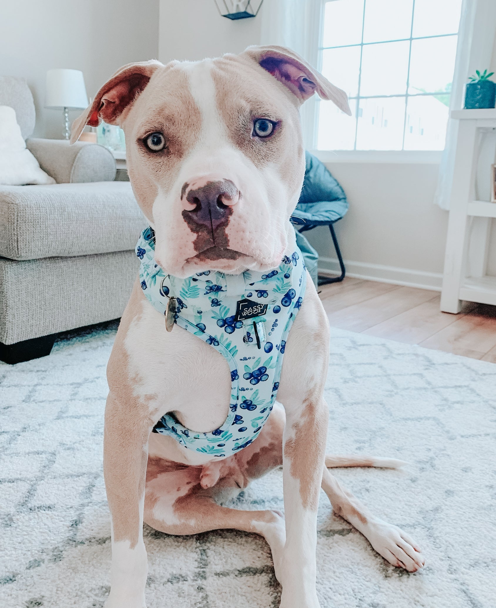 INFLUENCER_CONTENT | @BLUEYTHEPITTIE | SIZE L