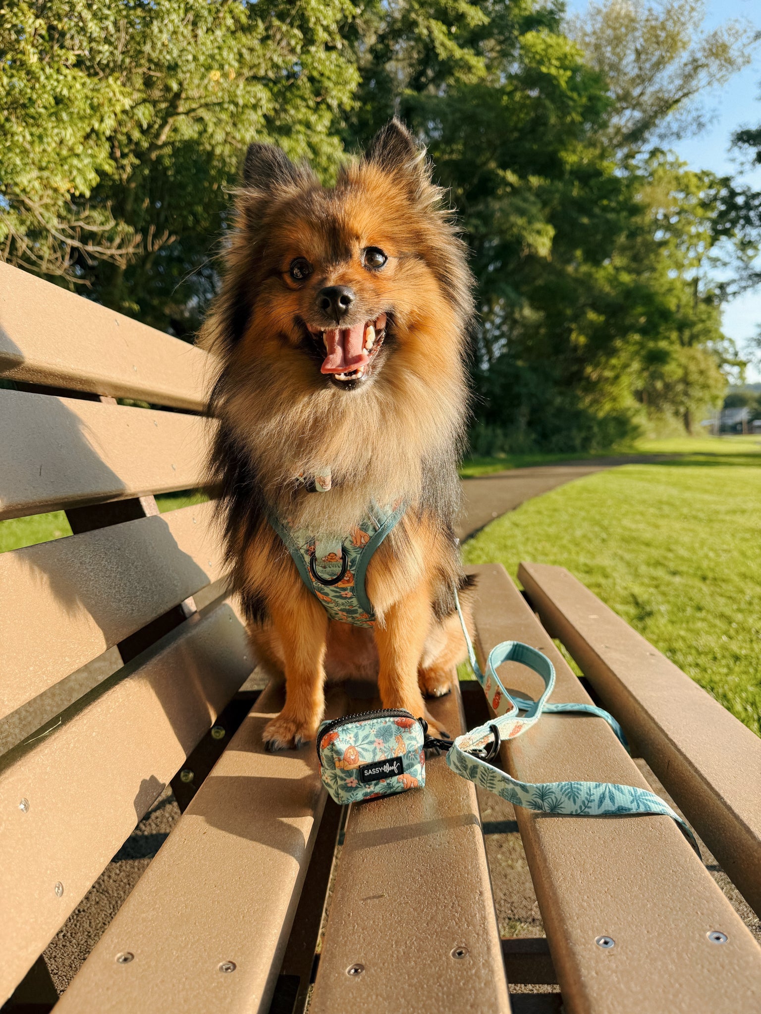 INFLUENCER_CONTENT | @BERT_AND_SQUID I COLLAR SIZE: M & HARNESS SIZE: M