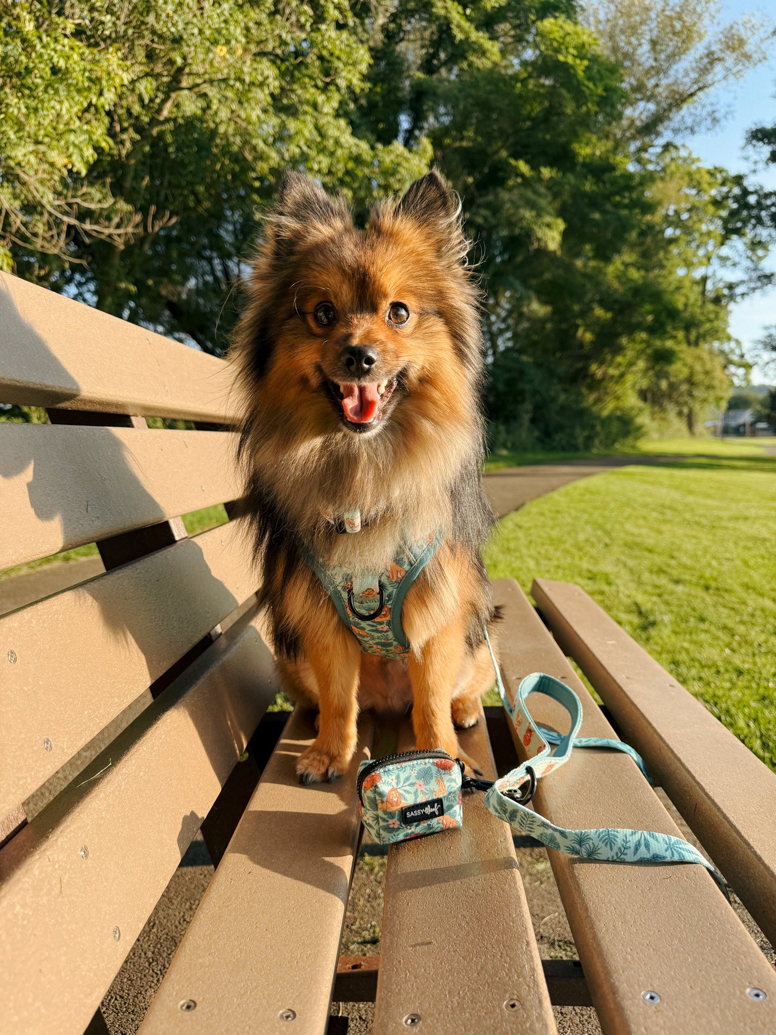 INFLUENCER_CONTENT | @BERT_AND_SQUID I COLLAR SIZE: M & HARNESS SIZE: M