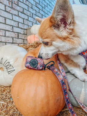 INFLUENCER_CONTENT | @CALYPSOTHECORGI