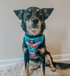 INFLUENCER_CONTENT | @CHAITOTHERESCUE | SIZE M