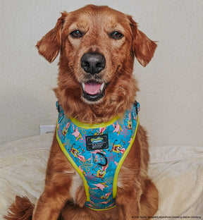 INFLUENCER_CONTENT | @CHANCE_THE_MINI_GOLDEN | SIZE XL