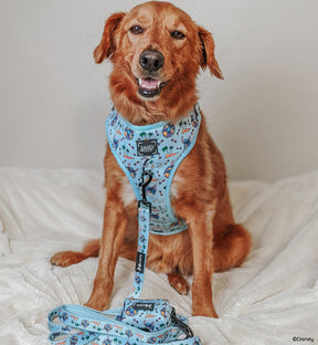 INFLUENCER_CONTENT | @CHANCE_THE_MINI_GOLDEN | SIZE M