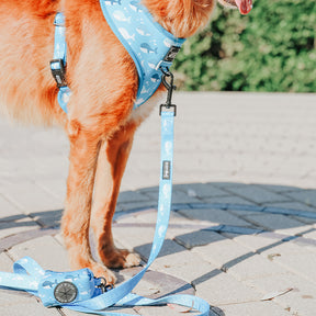 INFLUENCER_CONTENT | @CHANCE_THE_MINI_GOLDEN