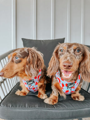 Dog Adjustable Harness - I Woof You Berry Much