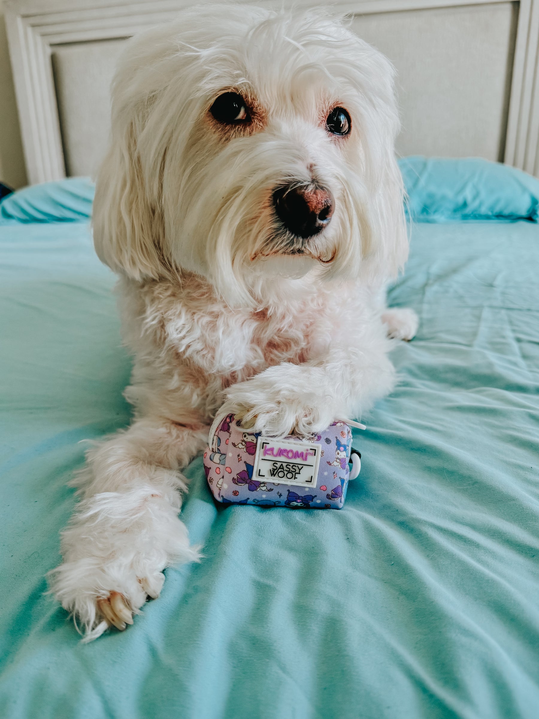 INFLUENCER_CONTENT | @CHLOE_THE_MALTIPOO22