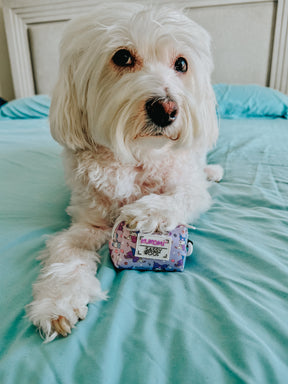 INFLUENCER_CONTENT | @CHLOE_THE_MALTIPOO22