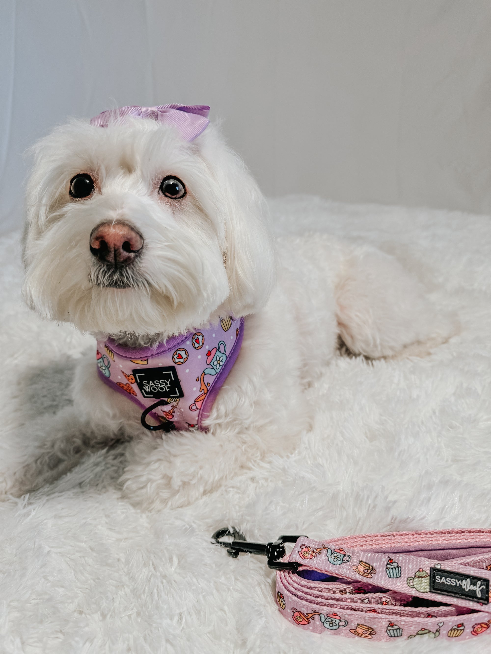 INFLUENCER_CONTENT | @CHLOE_THE_MALTIPOO22 | SIZE S
