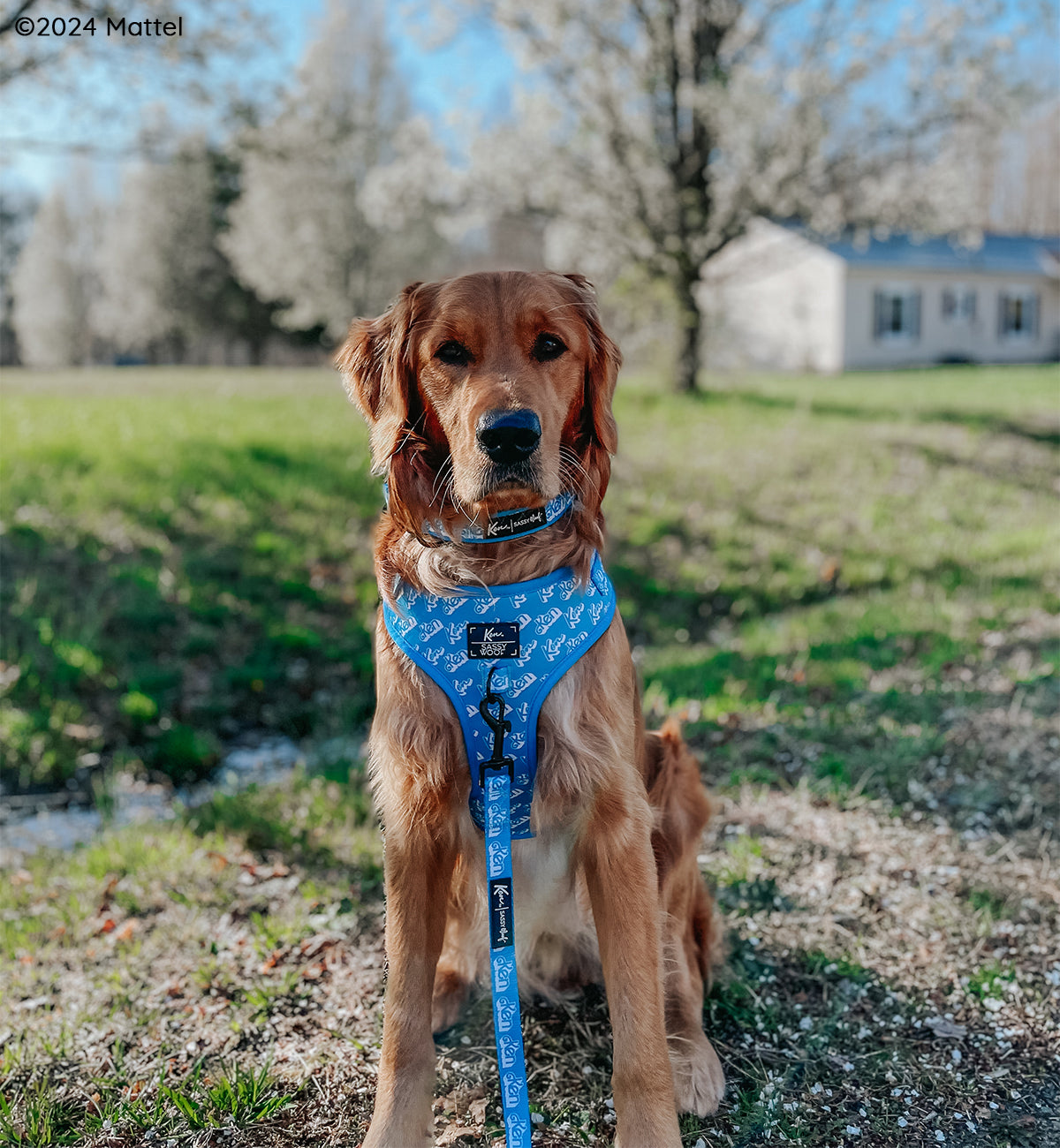 INFLUENCER_CONTENT | @COPPERTHEGOLDENPUPPER | SIZE L