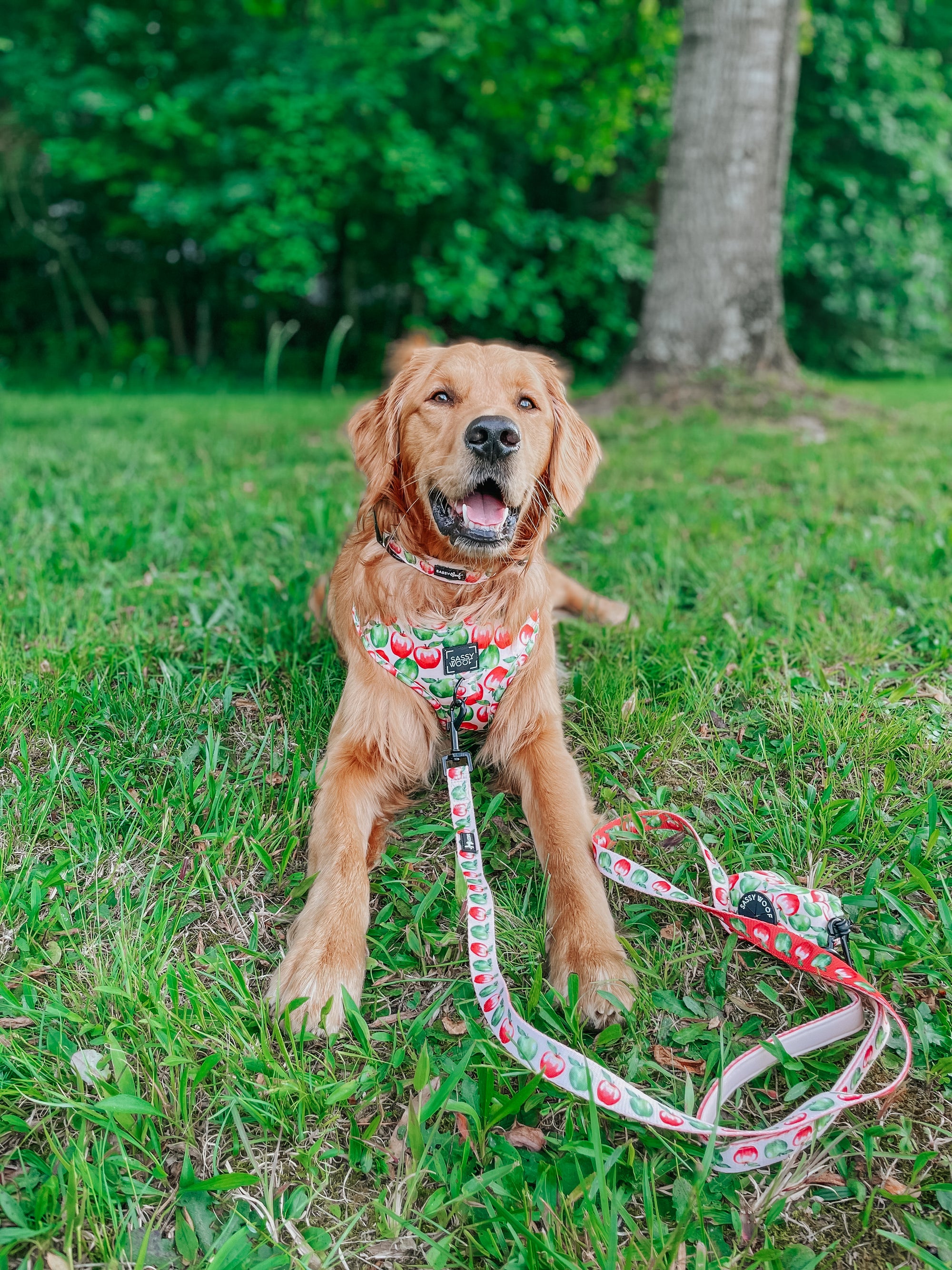 INFLUENCER_CONTENT | @COPPERTHEGOLDENPUPPER 