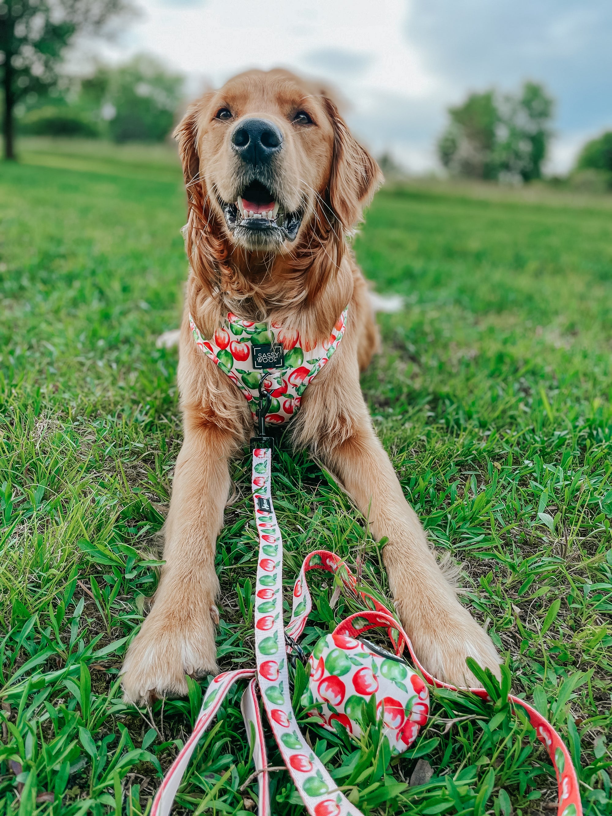 INFLUENCER_CONTENT | @COPPERTHEGOLDENPUPPER | SIZE L & L