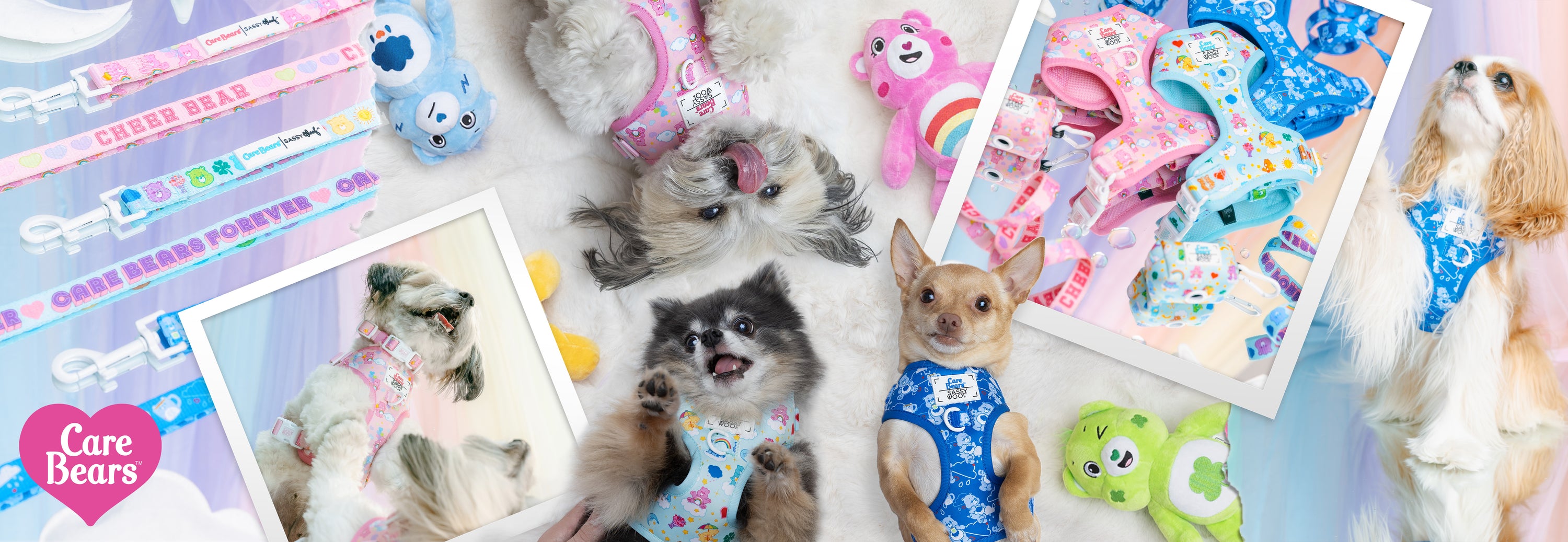 Collection of small dogs wearing colorful outfits with Care Bears-themed products.