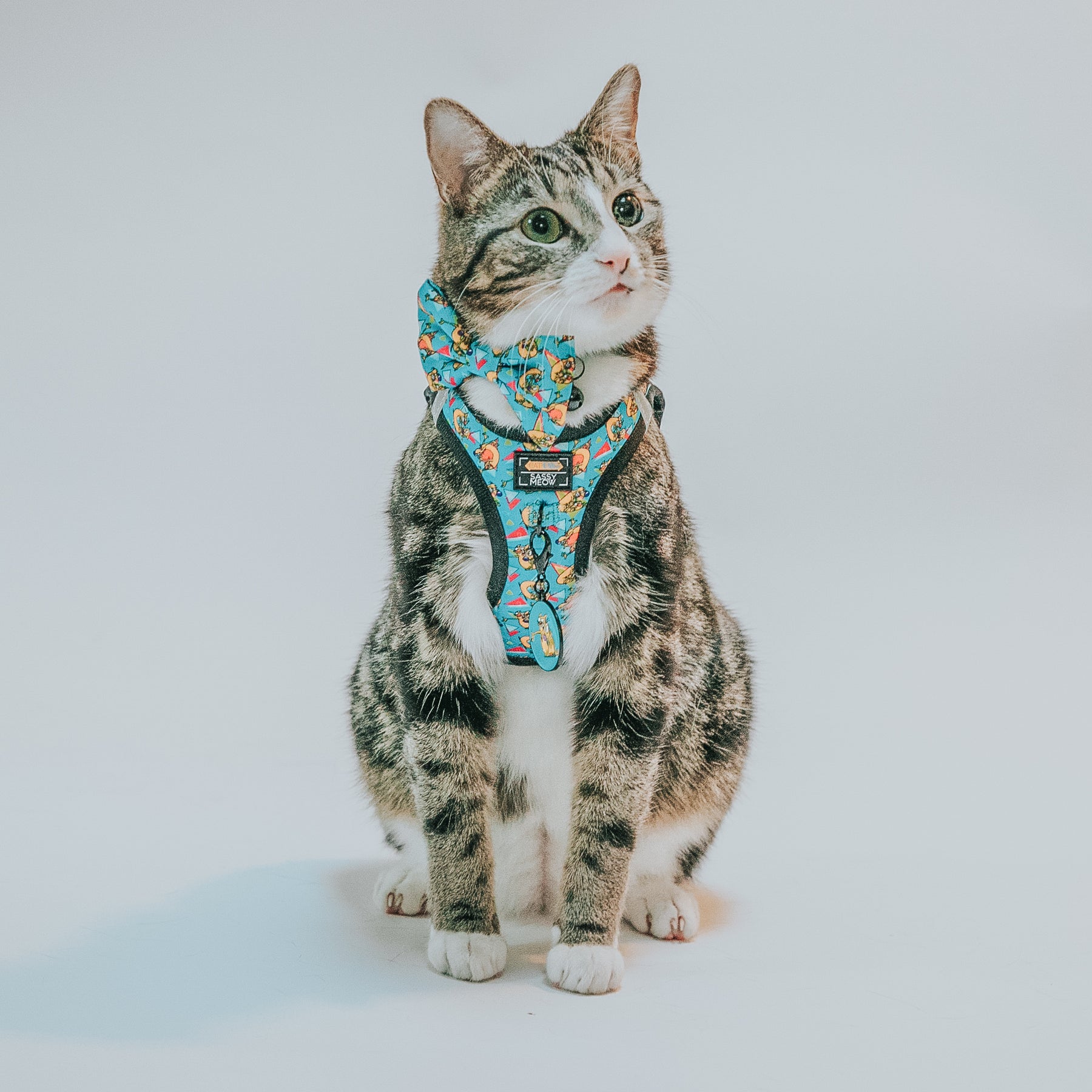 A gray and white tabby cat wears the Sassy Woof Collar Tag - Nickelodeon CatDog™ while sitting on a light background, gazing slightly upward.