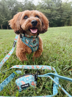 INFLUENCER_CONTENT | @CHAOS_THE_DOXIEPOO I COLLAR SIZE: S & HARNESS SIZE: XS