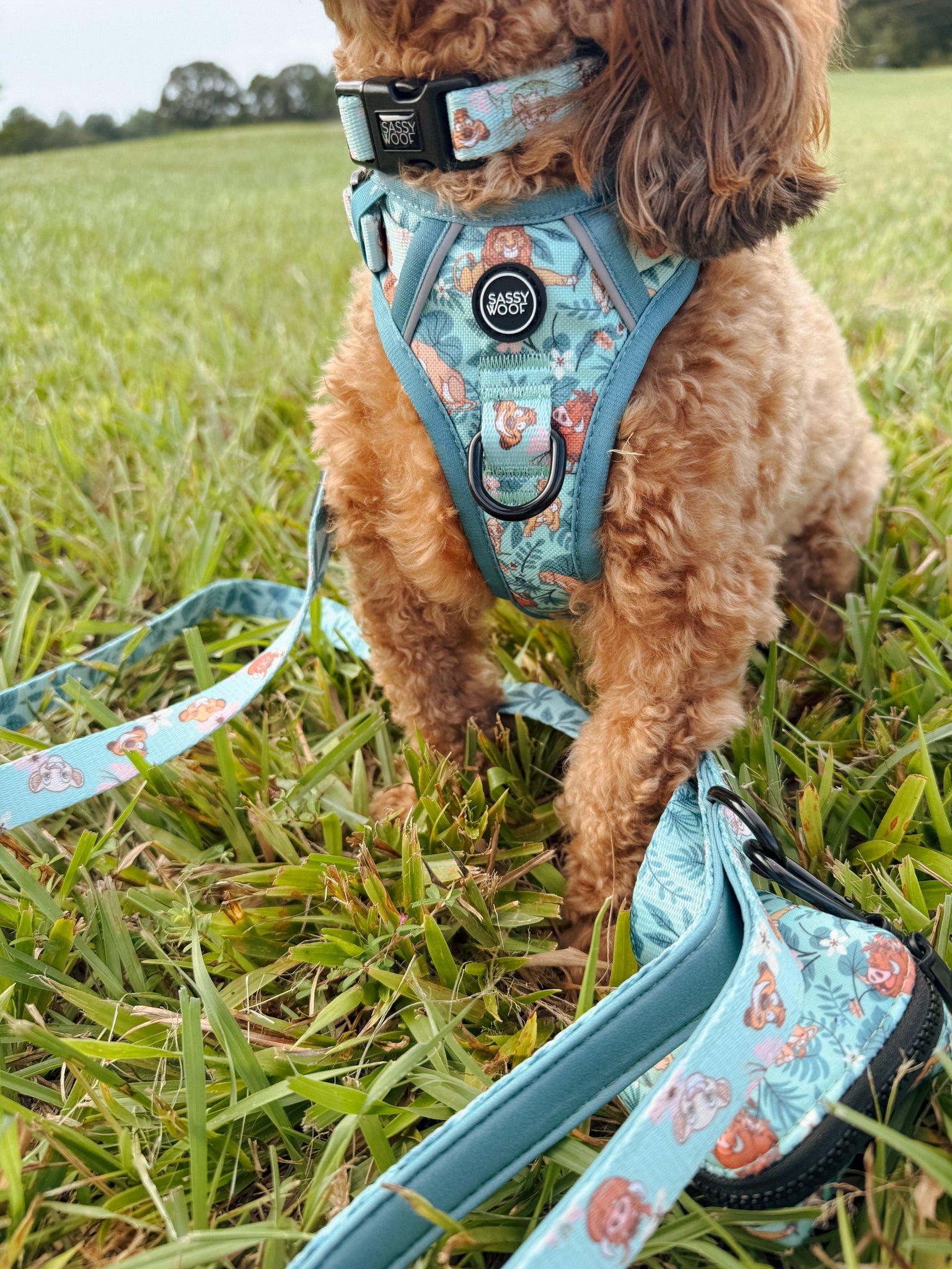 INFLUENCER_CONTENT | @CHAOS_THE_DOXIEPOO I COLLAR SIZE: S & HARNESS SIZE: XS