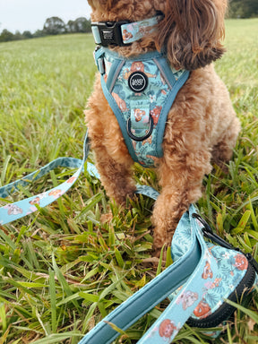INFLUENCER_CONTENT | @CHAOS_THE_DOXIEPOO I COLLAR SIZE: S & HARNESS SIZE: XS