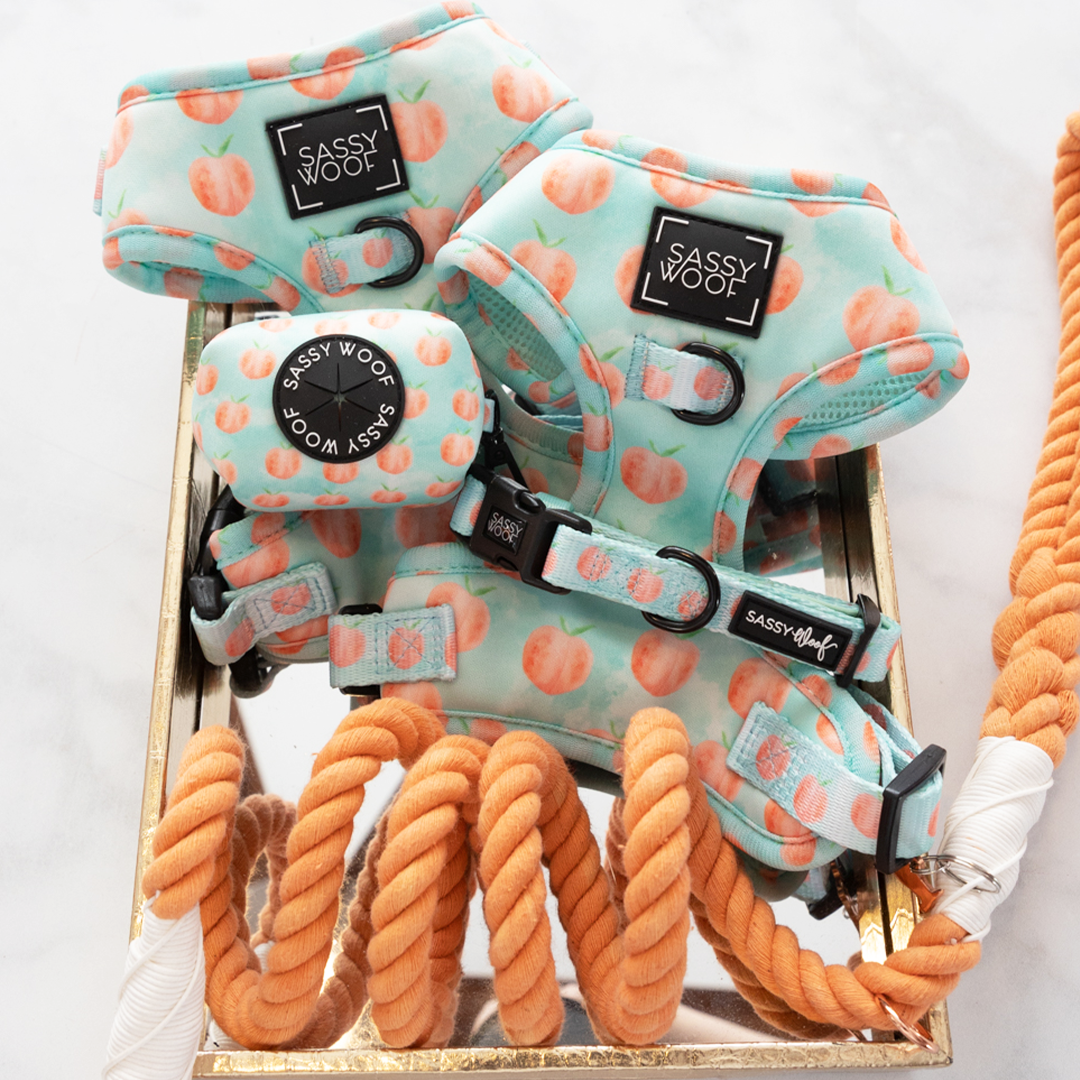 an assortment of dog harnesses, waste bag holders, collars, and rope leash
