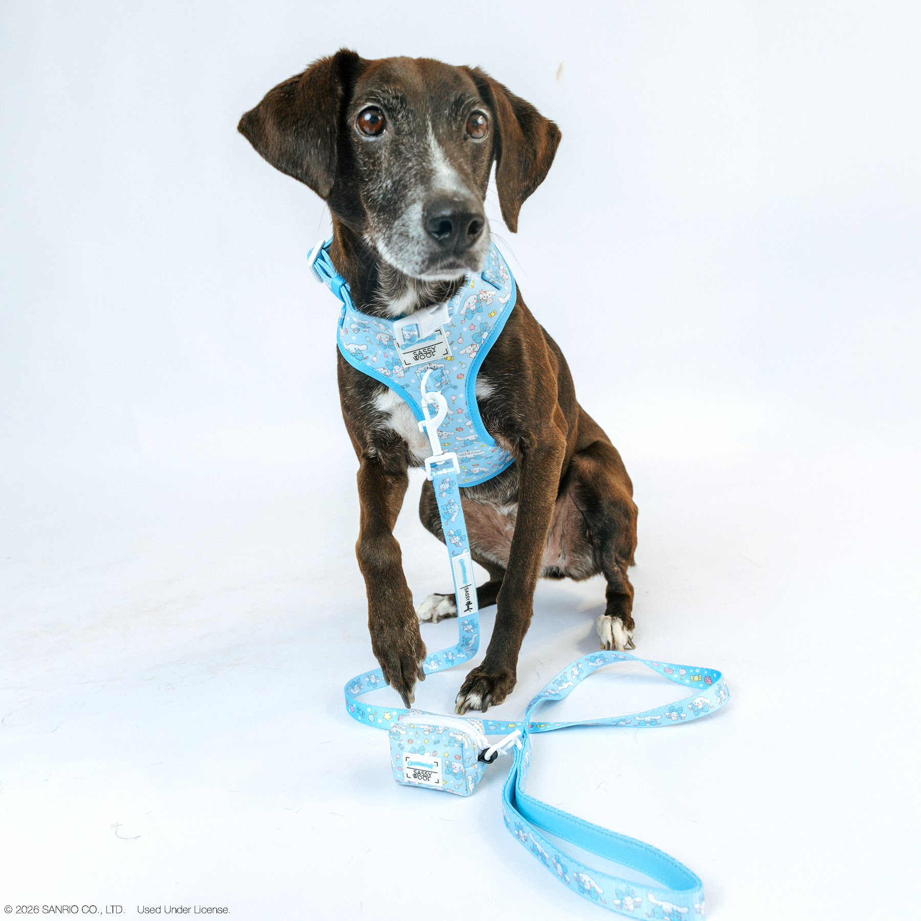 A brown dog with white markings wears a Sassy Woof Dog Adjustable Harness - Cinnamoroll™ and a matching leash, featuring a cute pattern. The pup sits against a white background, looking up with perked ears, enjoying the comfy fit.