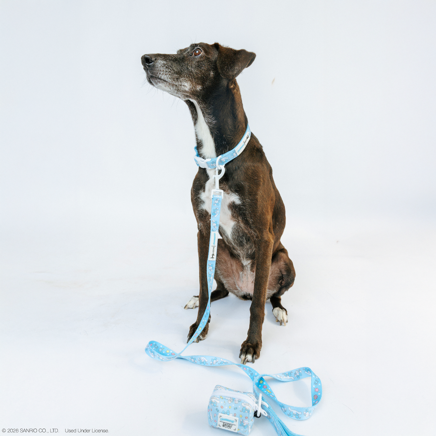 A black and white dog wears a Sassy Woof Dog Collar - Cinnamoroll™ with a matching blue leash and bag, sitting on a white background. The bag is attached to the leash and placed in front of the dog.