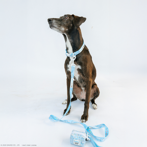 A black and white dog wears a Sassy Woof Dog Collar - Cinnamoroll™ with a matching blue leash and bag, sitting on a white background. The bag is attached to the leash and placed in front of the dog.