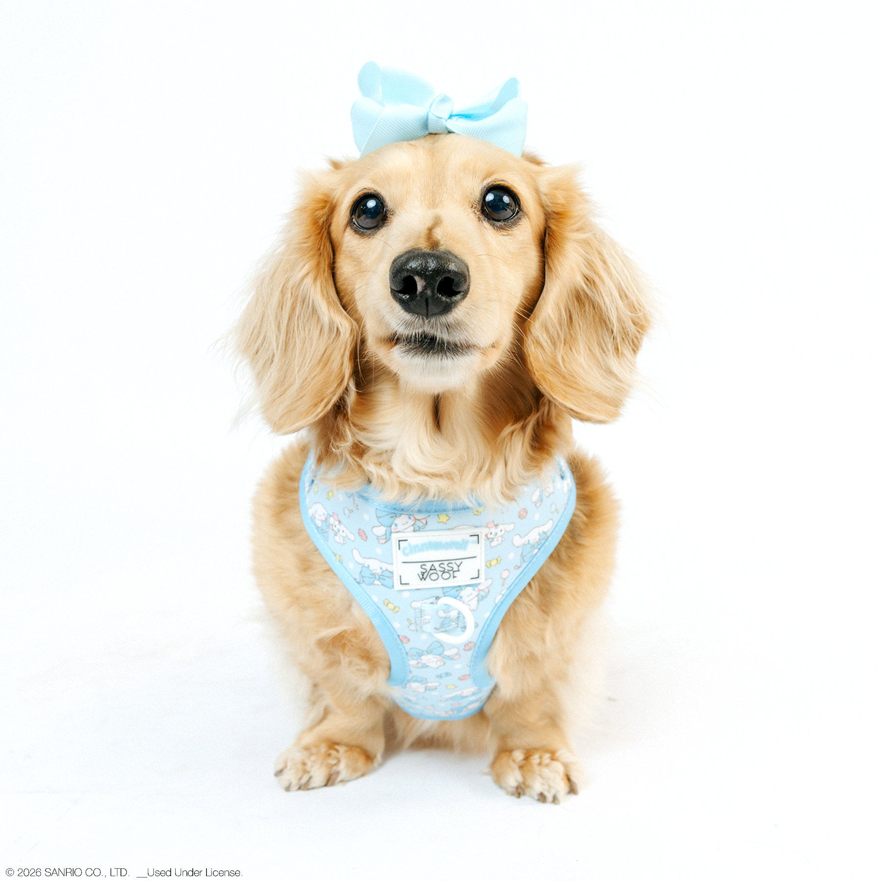 A light brown, long-haired dachshund sits facing forward, wearing a Sassy Woof Dog Adjustable Harness - Cinnamoroll™ with white patterns and a matching blue bow, against a plain white background.
