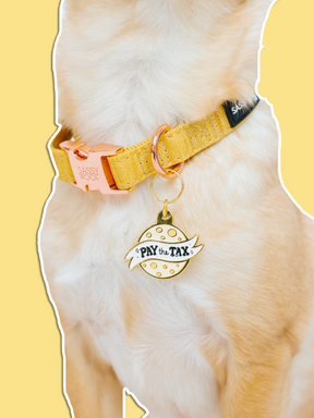 A close-up of a light-furred dog in a yellow collar with Sassy Woof's Collar Tag - Cheese Tax, a gold, cookie-shaped pet badge reading "Pay the Tax," set against a yellow background and showing off this cheese-loving pup's cute charm.