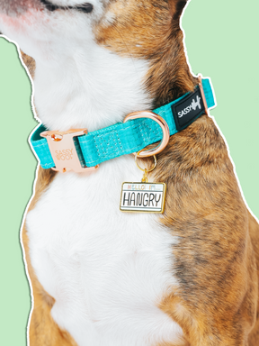 A close-up of a dog's neck with a teal collar and Sassy Woof’s Collar Tag - Hello I'm Hangry, featuring gold hardware and a pet charm that says “Hello! I’m… HANGRY,” set against a light green background.