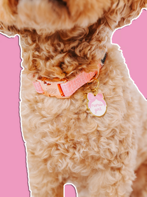 A close-up of a curly-haired dog wearing a pink collar with a rose gold buckle and the Sassy Woof "Collar Tag - Mama's Girl." The background is solid pink with a white outline around the dog.