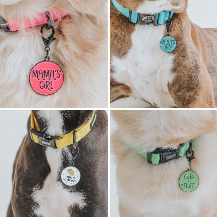 Four dogs wear Sassy Woof Collar Tag Bundle (Wholesale) tags: Mamas Girl on pink, Mamas Boy on blue, Main Squeeze on yellow, Cute & Fluff on green. Only their necks and chests are visible.